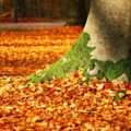 Herbstlaub entfernen - Pixabay