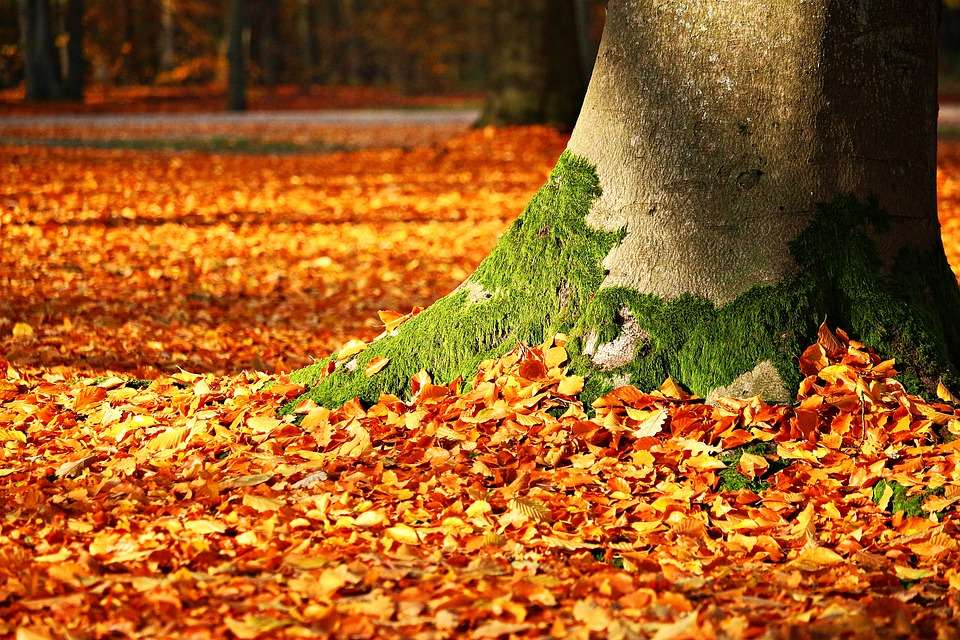 Herbstlaub entfernen - Pixabay